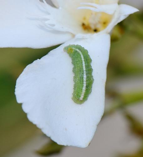 Réf. 264 742 : Scaeva pyrastri